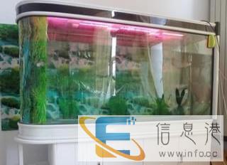 白色鱼缸 35c金龙鱼