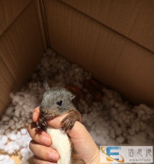 出售金花魔王黄山