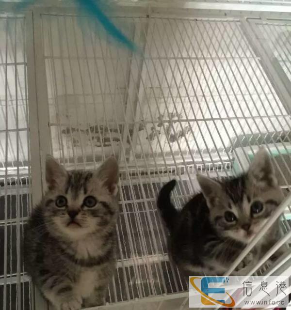 专业繁殖英国短毛猫 蓝猫 健康纯种可签订质保协议