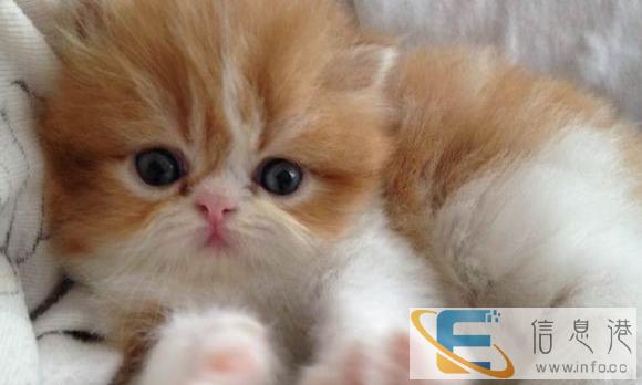 家养猫猫生的小猫