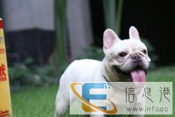 法斗种公血统纯正冠军后代对外借配国内外办宠物托运