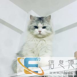 美短加白渐层金吉拉矮脚银白起司高地长毛借配