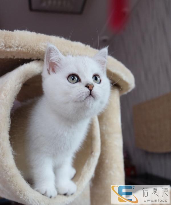 纯种英短渐层幼猫