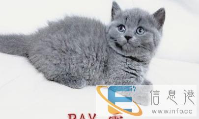 矮脚蓝猫萌萌的