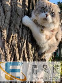 宠物配种，繁殖，给猫咪找对象