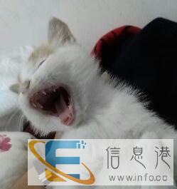 出售宠物猫3个月