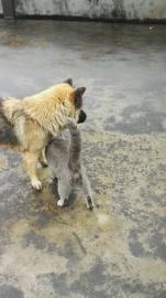 纯种英短兰猫弟弟借配