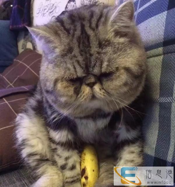 三只可爱加菲猫猫寻找铲屎官