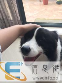 豪华血统边牧配种 价格可谈