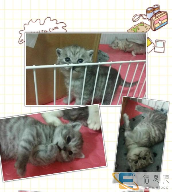 萌萌哒英短渐层宝宝找新家