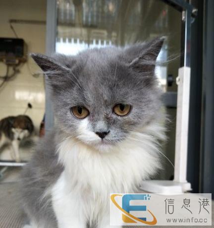 实体店出售英短包健康想捡漏的速度看过来