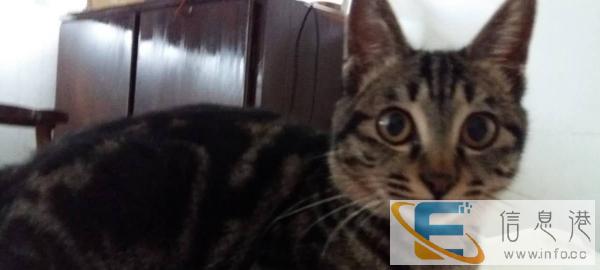 转混血美短虎斑猫