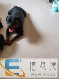 纯种罗威那种公配种