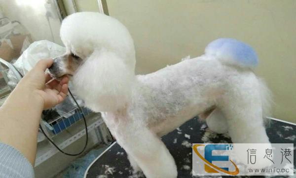 免费剪宠物造型免费免费免费