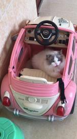 赛级波斯系布偶公借配