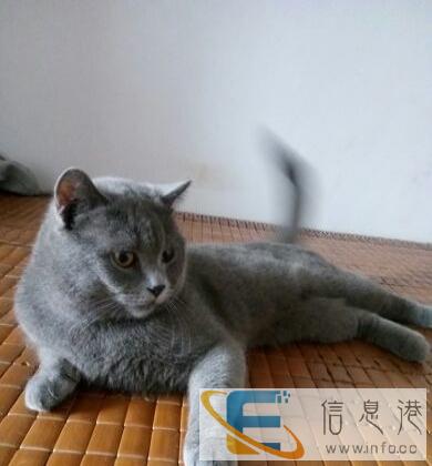 家养1岁英短蓝猫