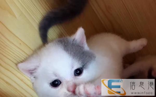 出售蓝白 蓝猫宝宝DDMM