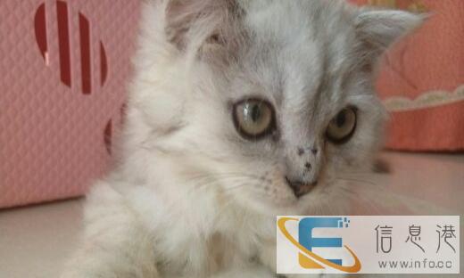 可爱的金吉拉妹妹