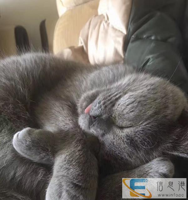 自养英短蓝猫妹妹