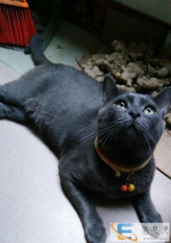 纯正英短蓝猫公猫1岁半