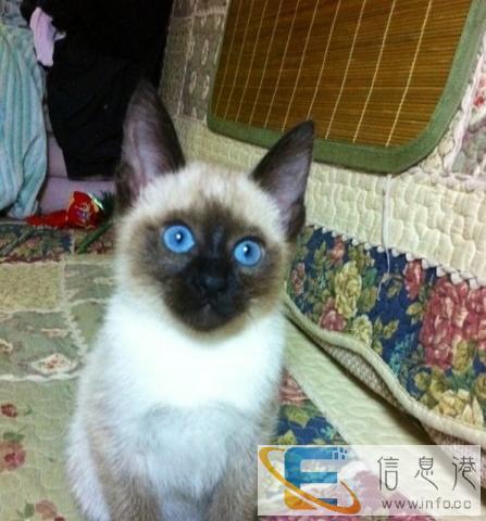 暹罗猫,猫个性活跃,总是围绕着主人转悠