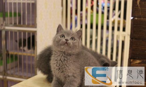 出售萌萌小蓝猫宝宝蓝白宝宝/健康可爱./粘人性格好