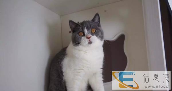 蓝猫 低价销售疫苗做好包飞可预定可签协议合同