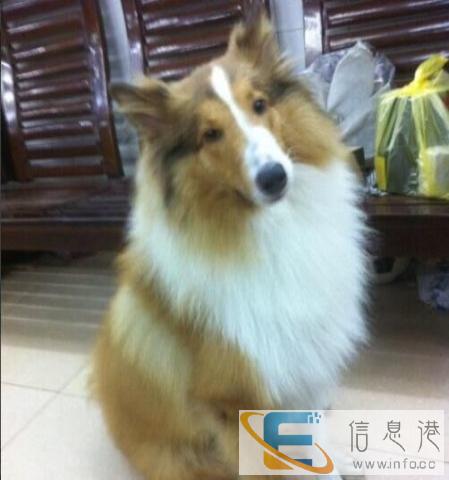 苏格兰牧羊犬公狗狗配种