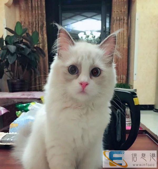 布偶猫 低价销售疫苗做好包飞可预定可签协议合同