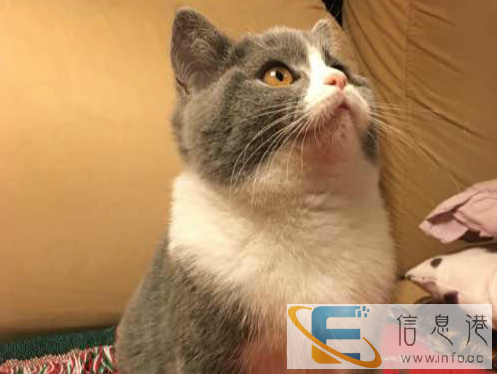 加菲猫 低价销售疫苗做好包飞可预定可签协议合同