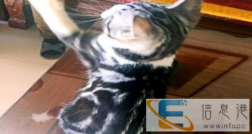纯种虎斑美国短毛猫找新家 头大骨量足