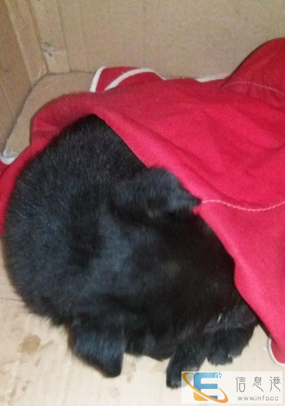 一只全黑小狗狗赠送