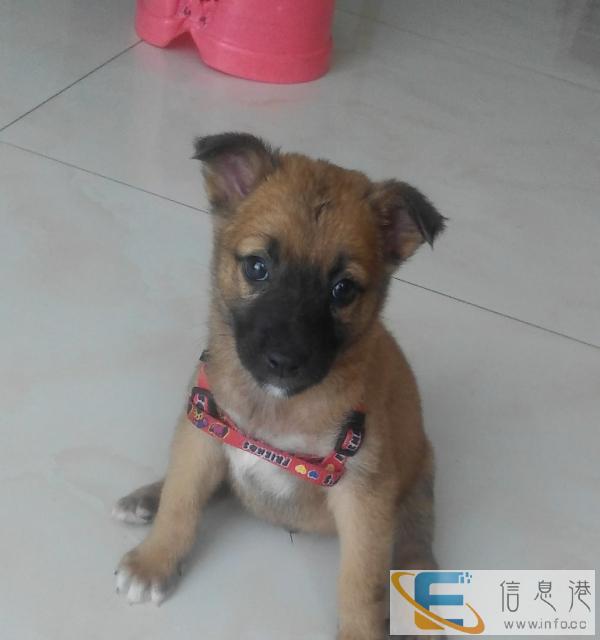 赠送小土狼狗狗