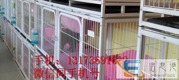 猫舍专业繁殖出售苏格兰折耳猫 疫苗已做包健康