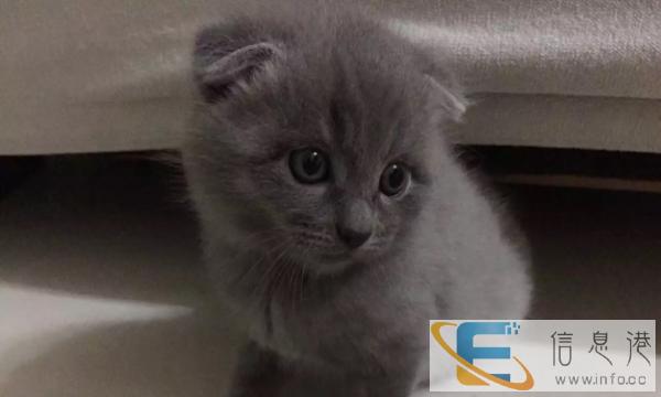 领养折耳蓝猫