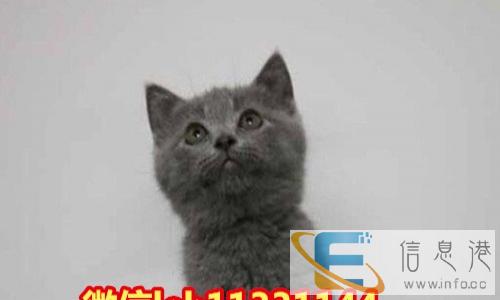 专业繁育精品包子脸英短蓝猫,保健康,市区可送保健康
