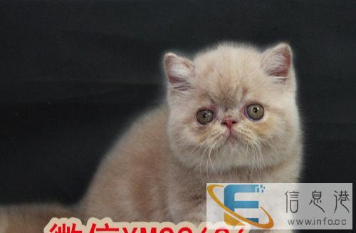 专业繁育纯种英短蓝猫 蓝白 疫苗和驱虫已做保证健康