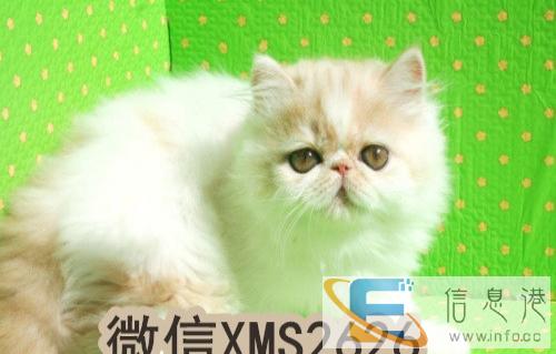 萌萌的小加菲猫异国短毛猫,价格亲民包健康