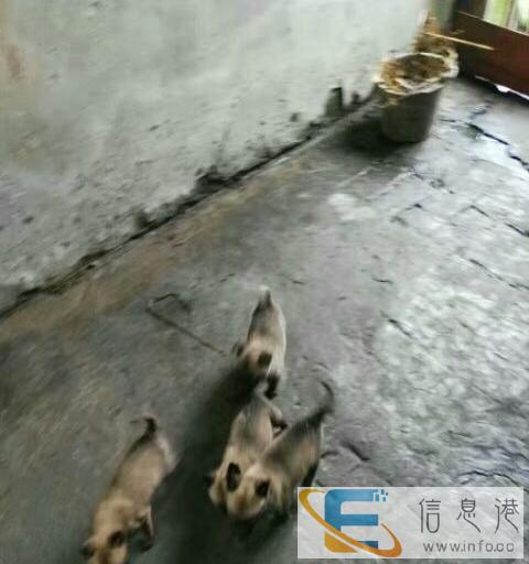 家养小狗狗送养了哈