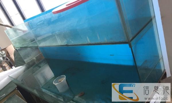 饭店用的鱼缸子 , 带贝类池