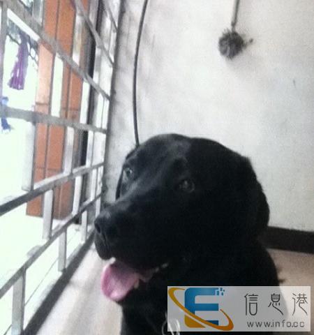 黑色拉不拉多对外配种