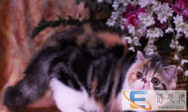 GC RW冠军后代 ,CFA注册猫舍加菲猫MM出售