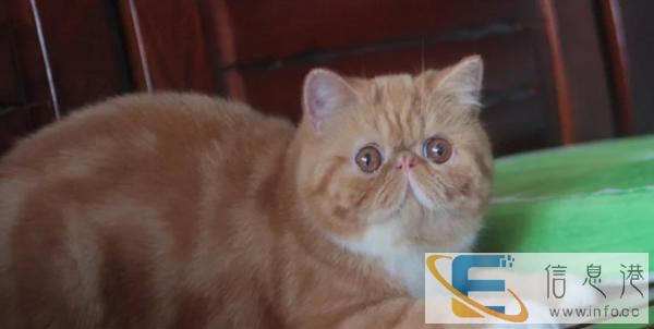 CFA注册猫舍 带繁育权 多只纯种加菲猫可选