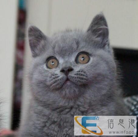 正规猫舍 英短蓝猫基因稳定 物超所值 多只可选