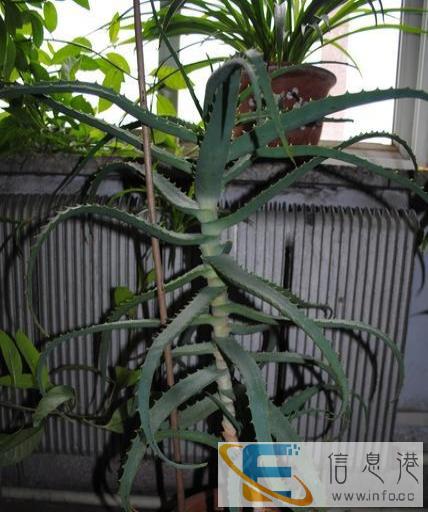 出售金边龙血树、龙骨、芦荟、君子兰各一盆