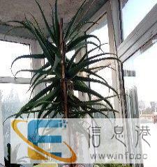 出售芦荟和花盆