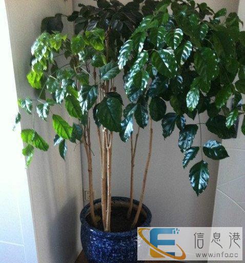 家居摆设招财树