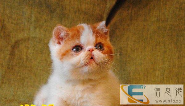 出窝加菲猫 金吉拉 布偶猫 蓝猫 折耳猫 全国包邮