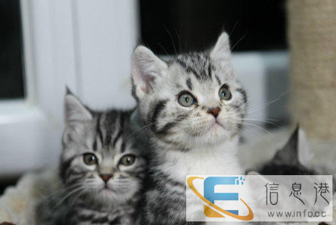 美国短毛猫 自家繁殖虎斑猫幼崽活体 立耳虎斑猫宝