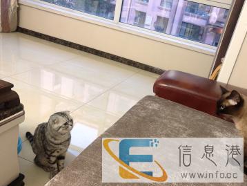 公猫一只折耳和一只暹罗免费借配种，只需要给一只小猫崽即可